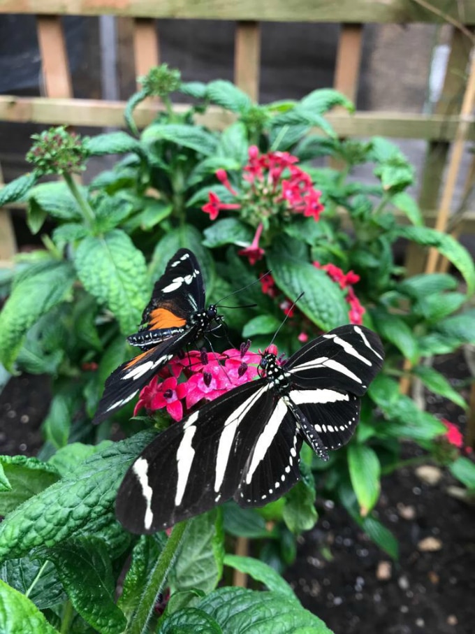Stratford-upon-Avon Butterfly Farm