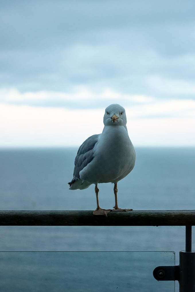 Seagull on balcony
