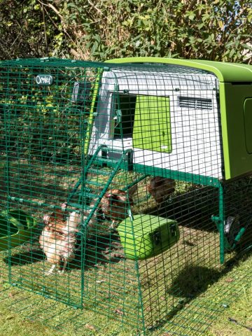 Omlet Eglu Cube review. MK2 chicken coop and 2m run.