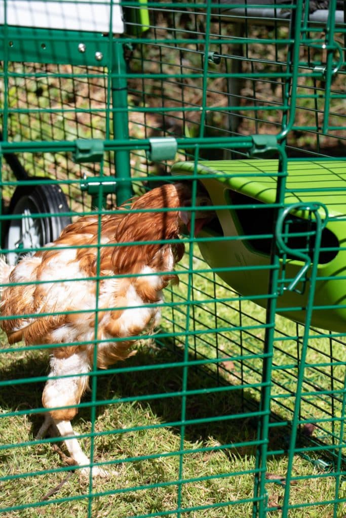 Rescue chicken eating from the feeder of an Omlet Eglu Cube plastic chicken coop