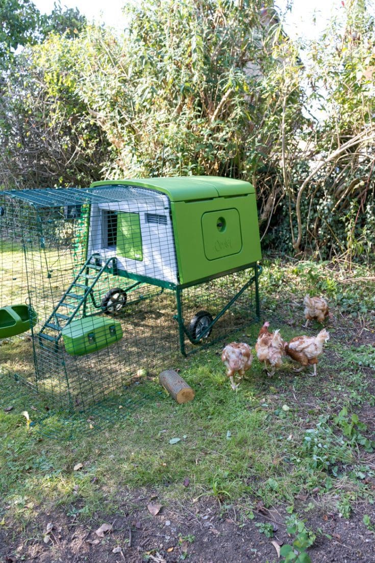 Omlet Eglu Cube Chicken Coop Review Veggie Desserts
