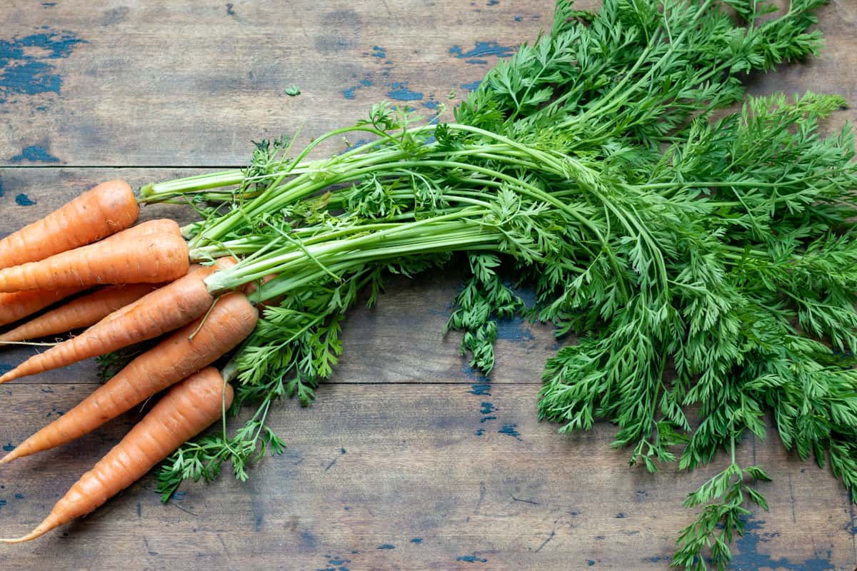 Carrots with leafy green tops.