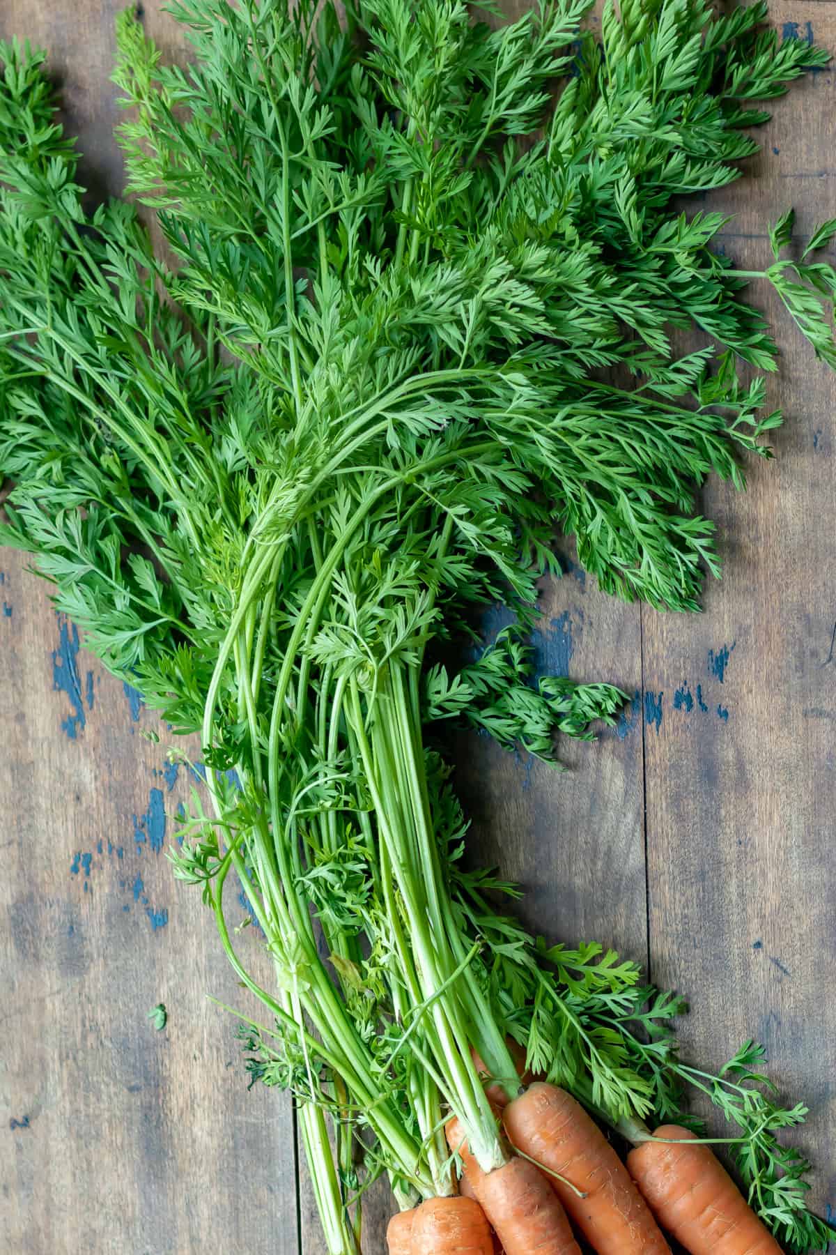 Close up of carrot greens.