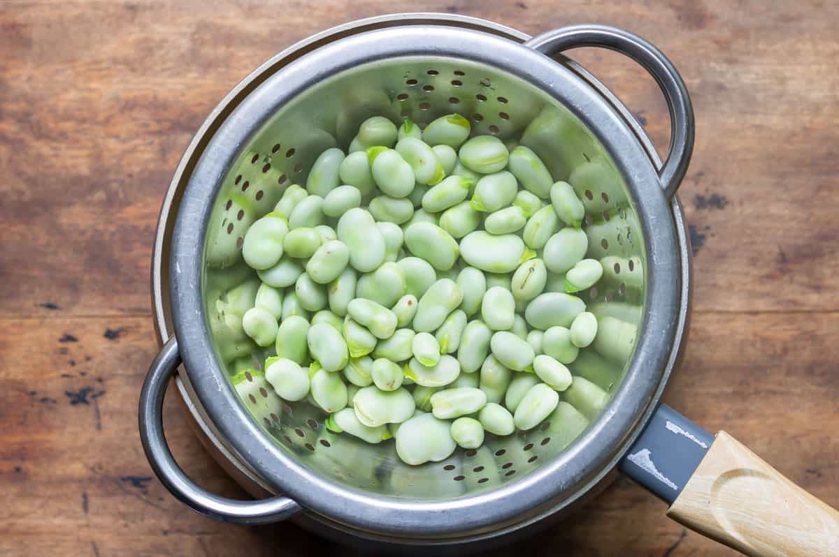 Draining blanched fava beans.