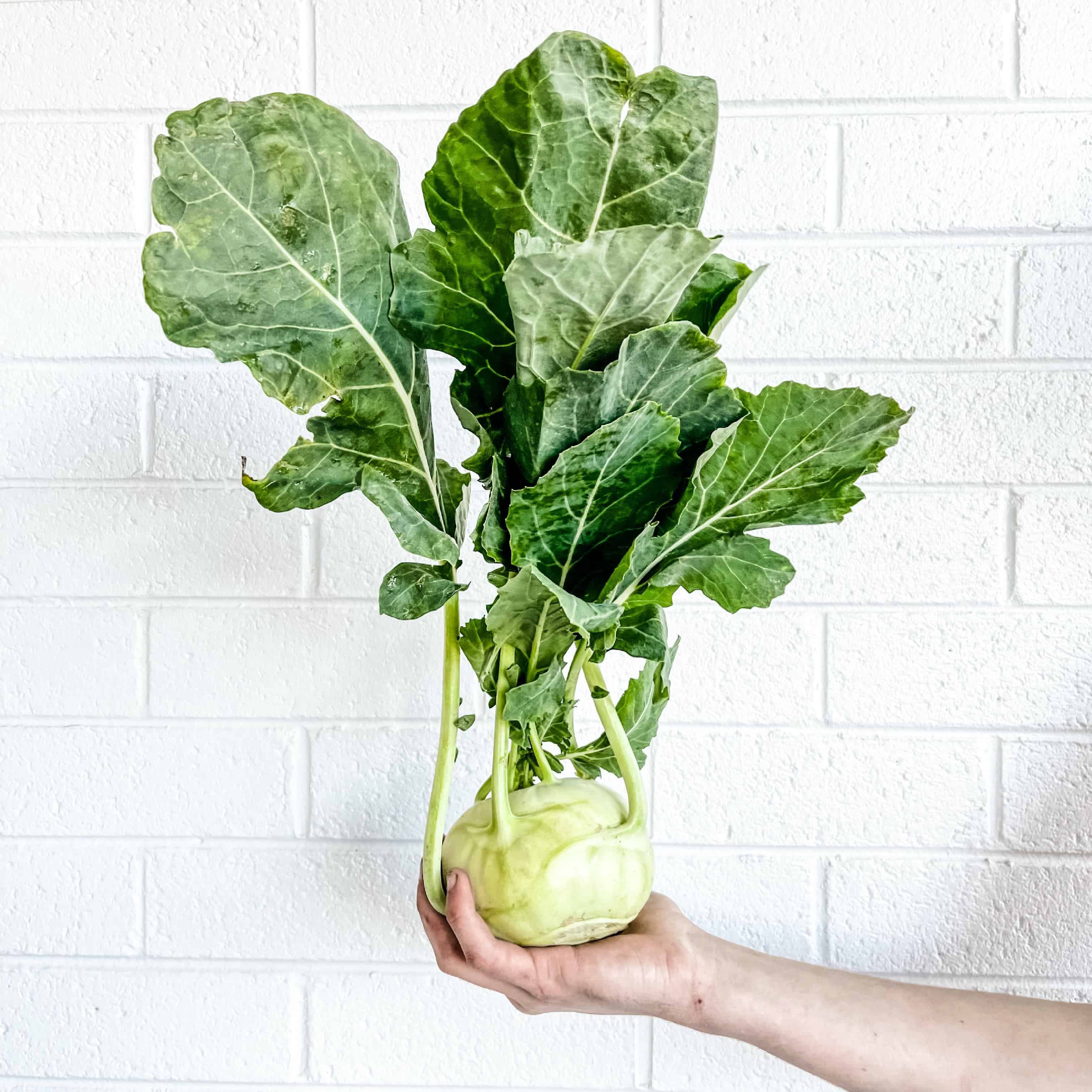 A hand holding a kohlrabi plant.