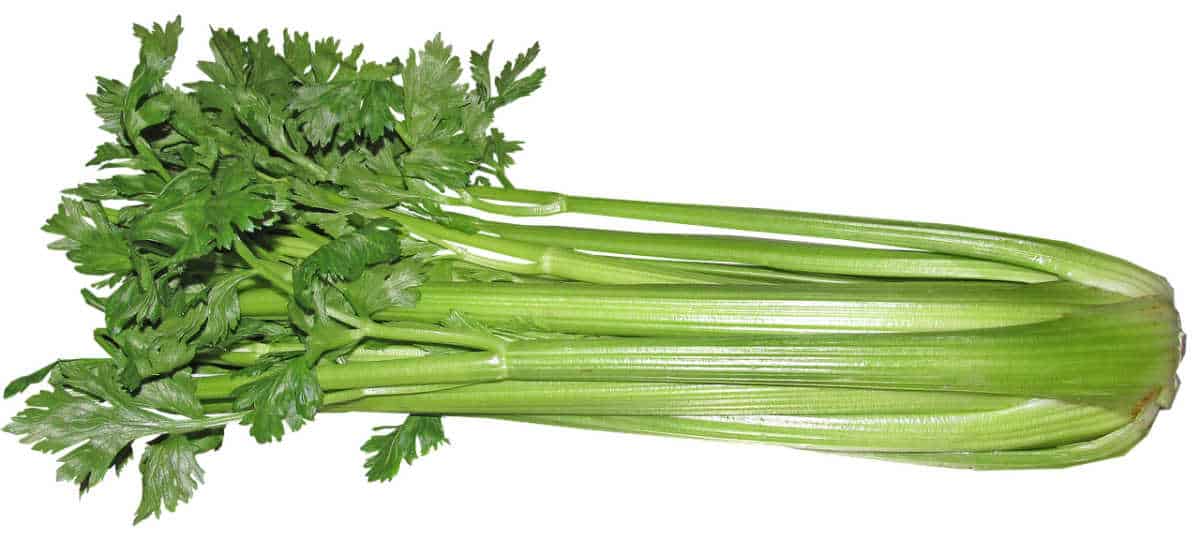 Celery on a white background.