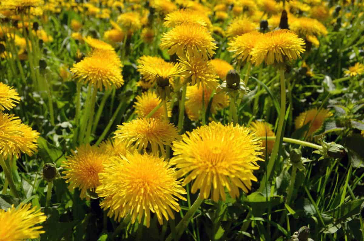 Dandelions growing in a field.