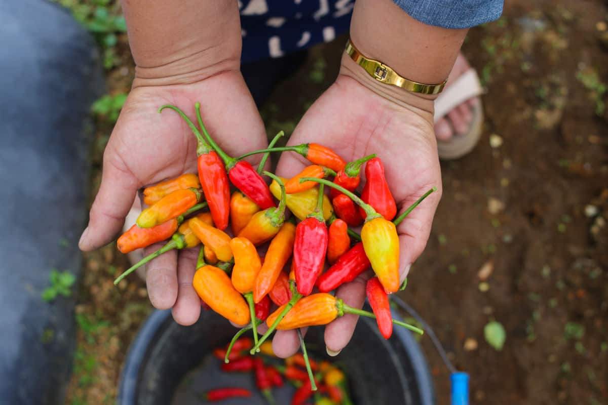 Hands holding lots of datil peppers.