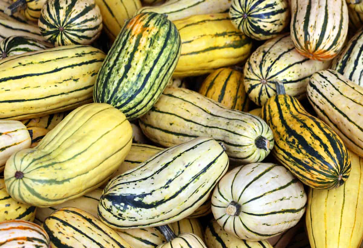 A pile of delicata squash.