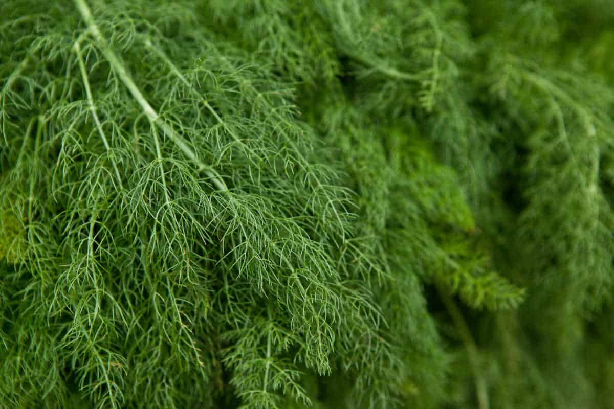 Sprigs of fresh dill weed.
