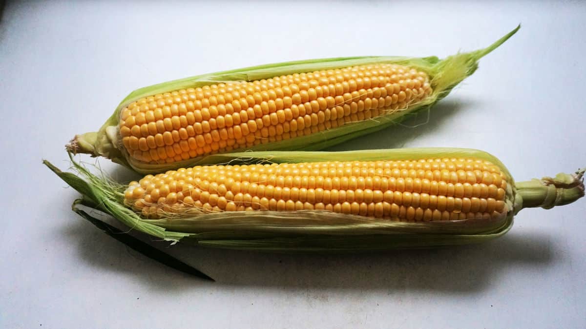 Ears of corn.