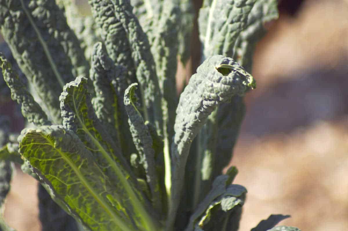 Cavolo nero kale growing.