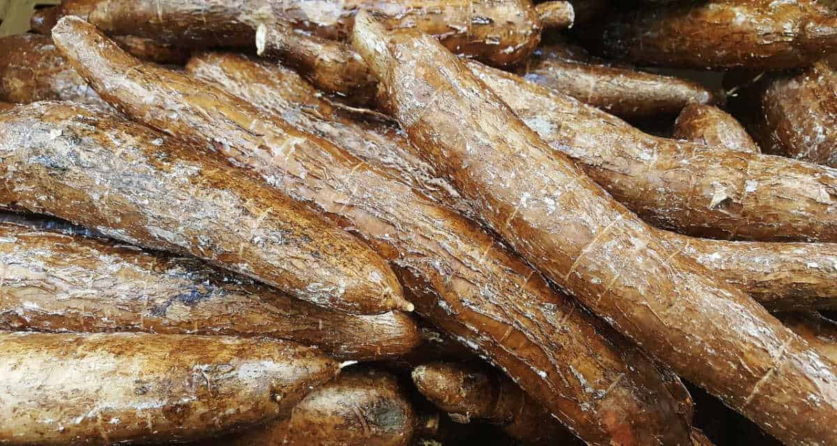 A pile of cassava.