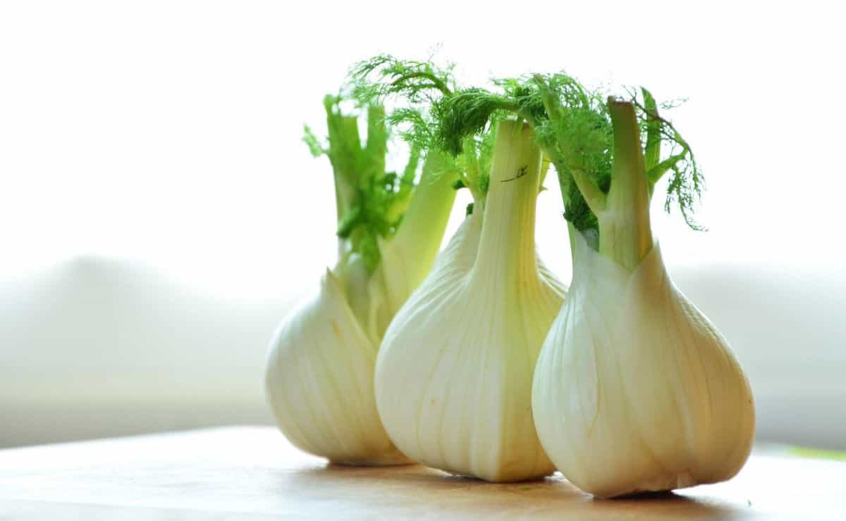 Three bulbs of fennel.