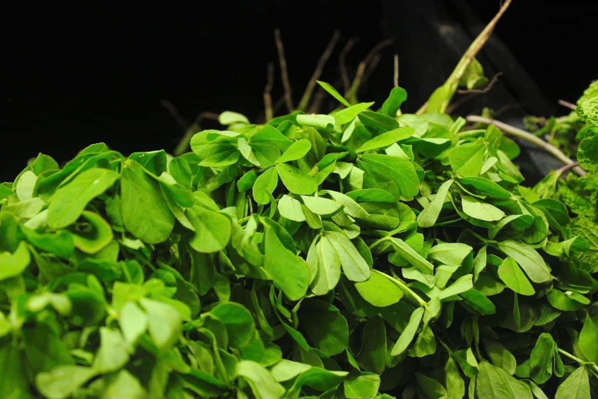 A pile of fenugreek leaves (methi).