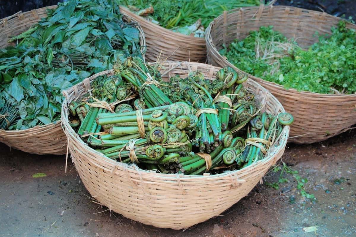 Baskets of fiddlehead ferns.