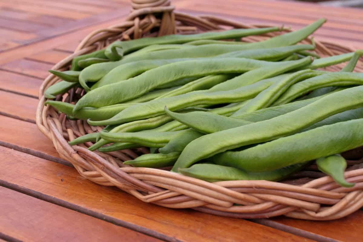 A basket of runner beans (flat beans).