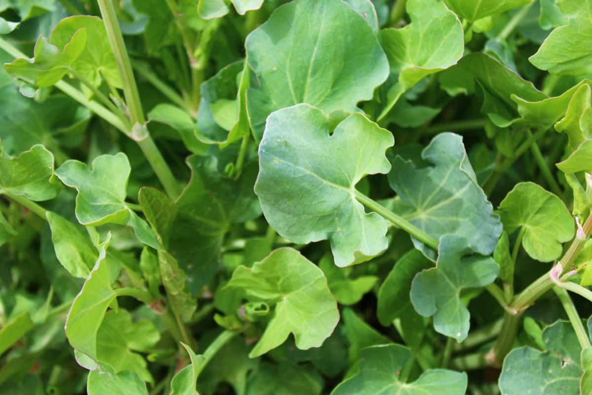 A pile of French sorrel growing.