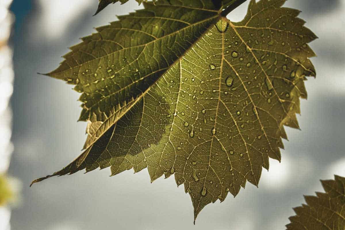 A grape leaf with dew.