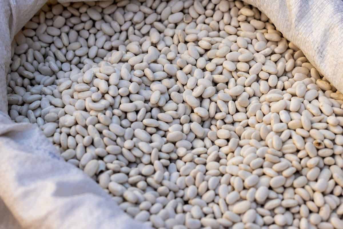 A pile of haricot beans (navy beans).