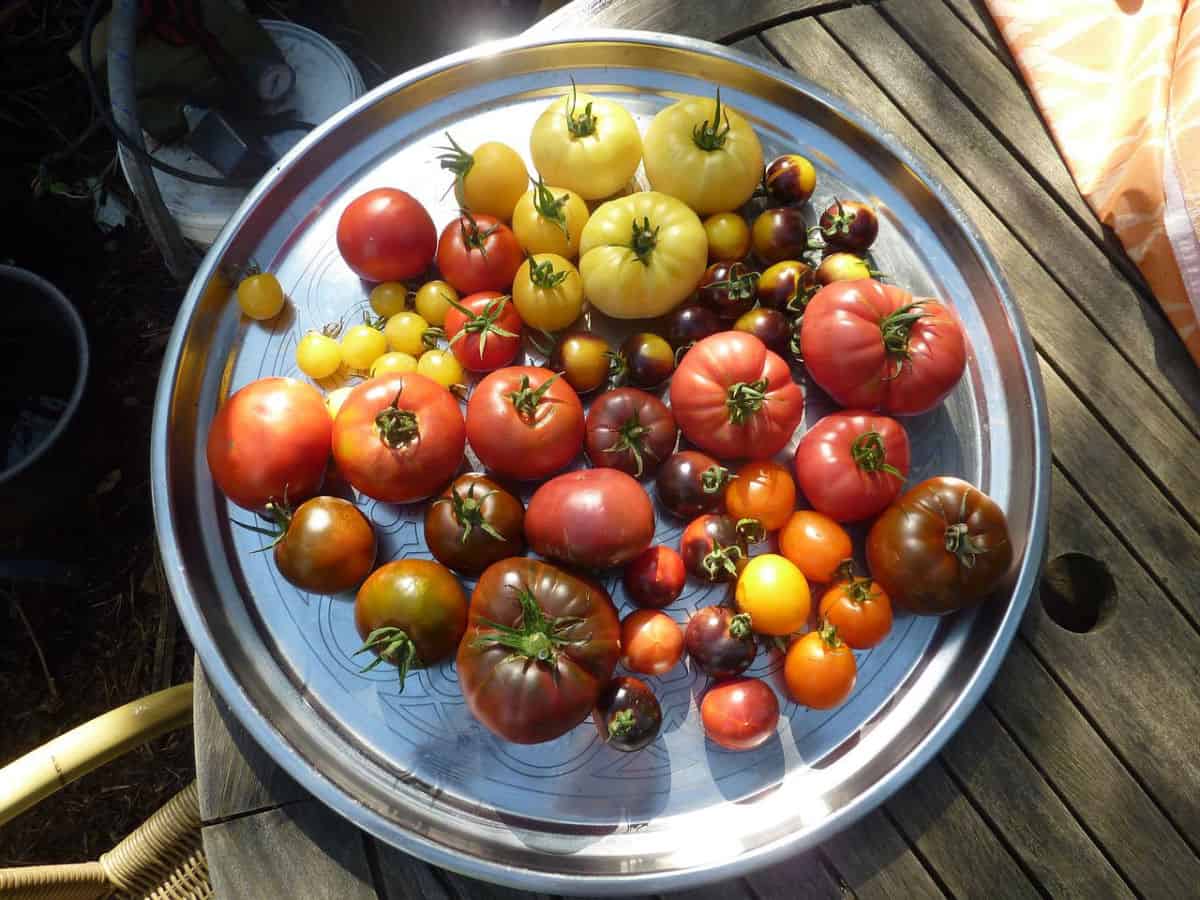 A tray of heirloom tomatoes.