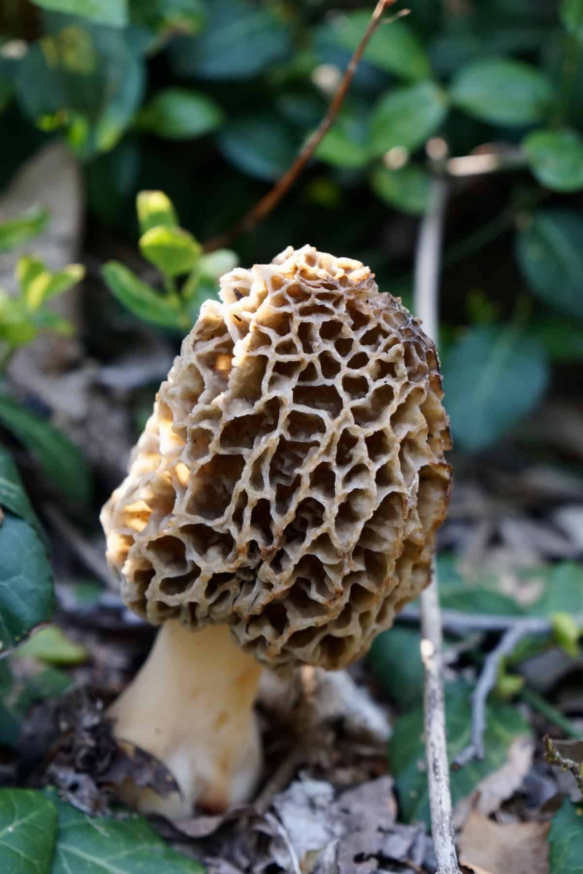 A morel mushroom growing.