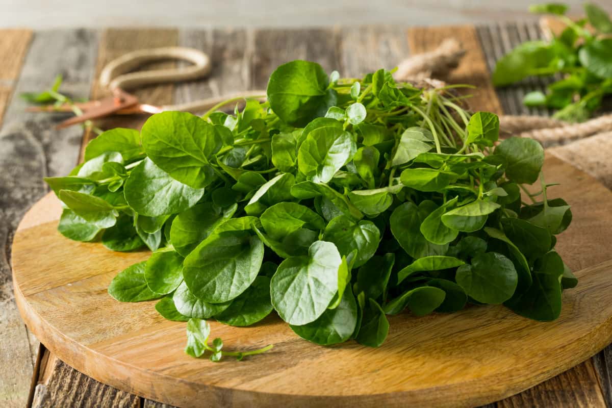 Pile of fresh watercress on a wooden table.