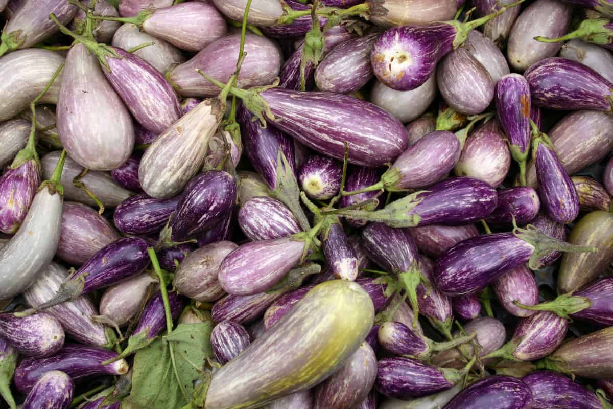 Pile of zebra eggplant.