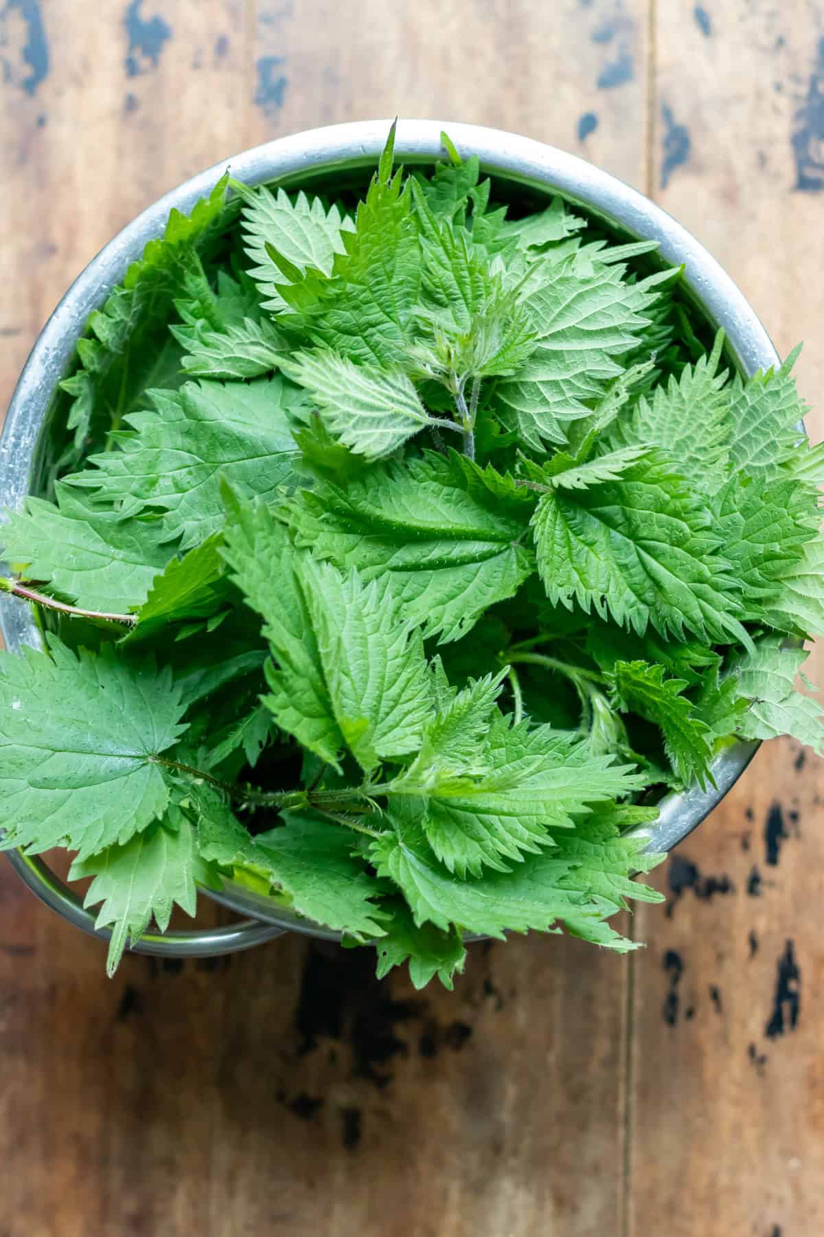Fresh stinging nettles in a bowl.
