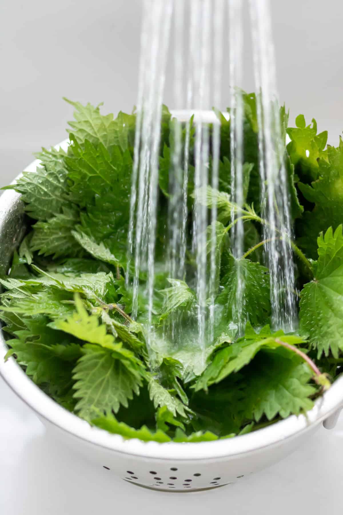 Rinsing the stinging nettles in a colander in the sink.