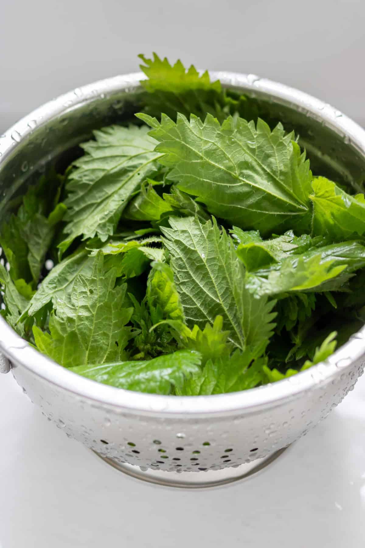 Stems removed from freshly picked stinging nettles.